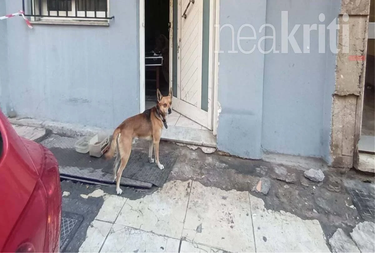 Σαν άλλος… Χάτσικο: Το σκυλάκι 53χρονου που δολοφονήθηκε στην Κρήτη περιμένει στην πόρτα του σπιτιού τους