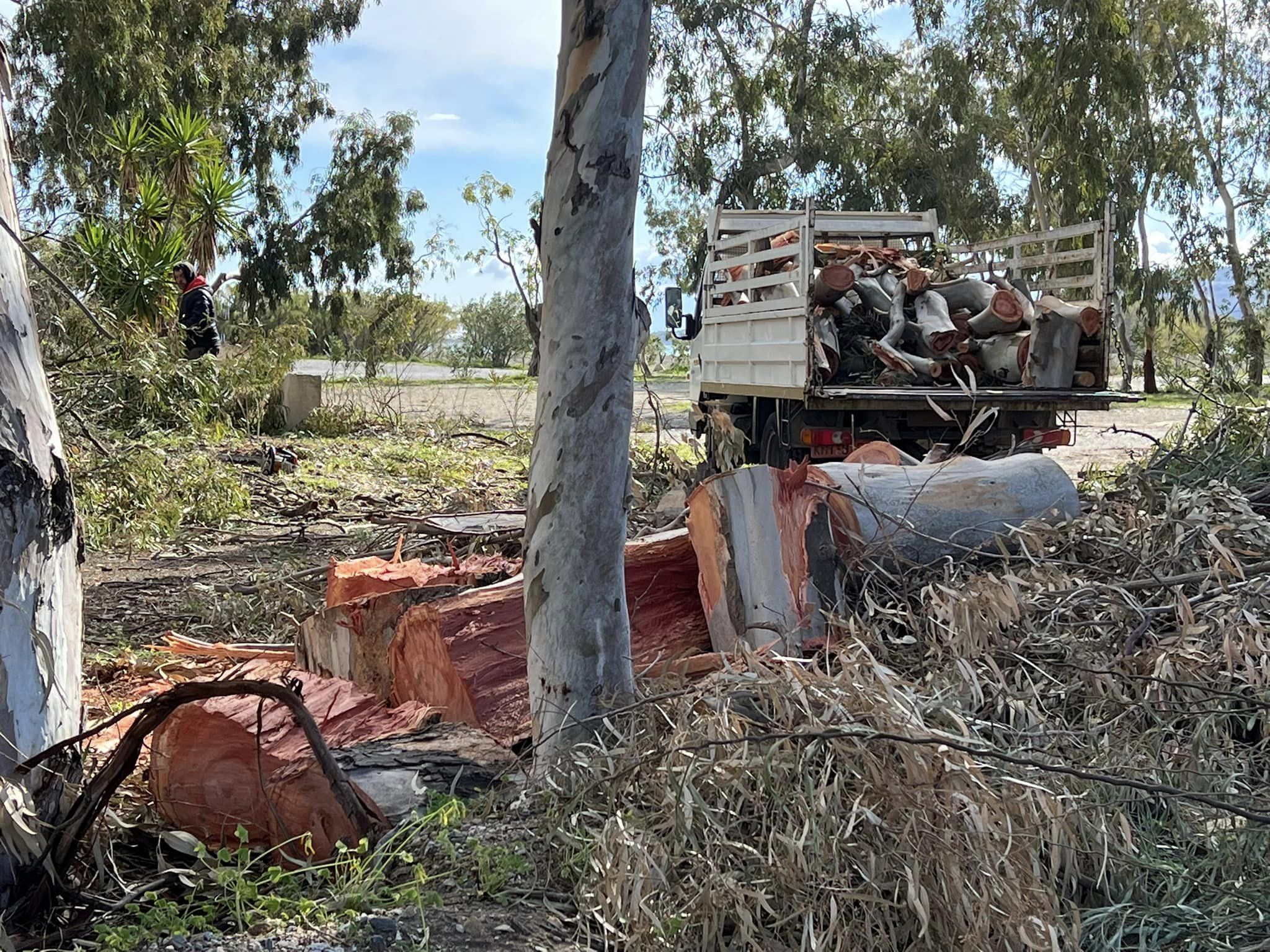 Κ. Συρράκου: Το έγκλημα συνεχίζεται στην ίδια περιοχή-στη δενδροστοιχία των ίδιων ευκαλύπτων – μεταξύ Μύλου και Αη Γιωργη του Πετρουμιανού!
