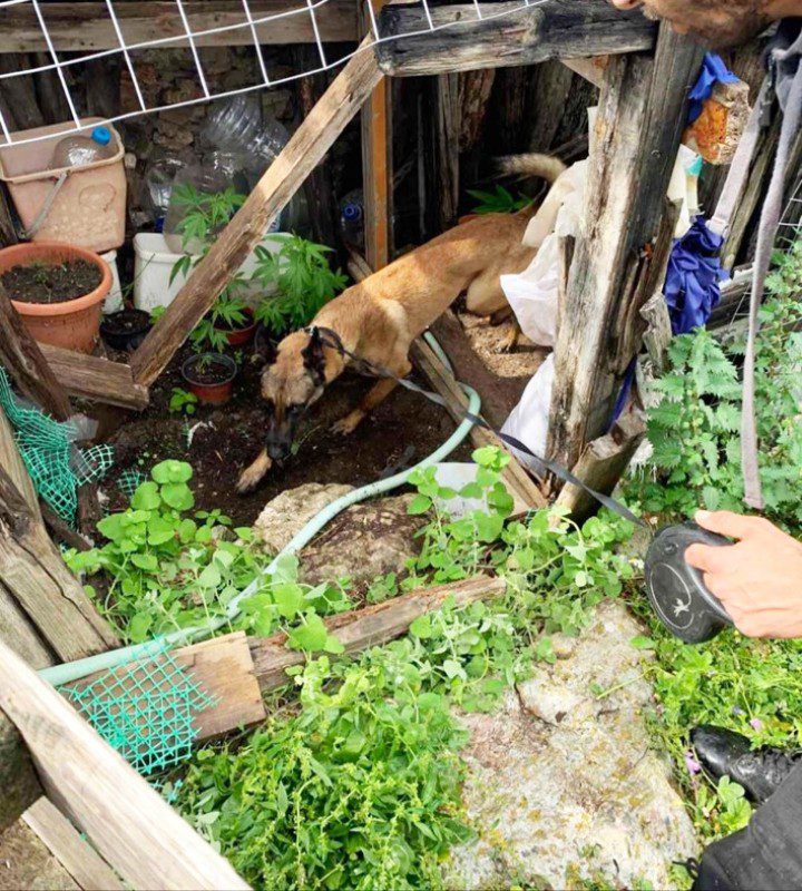 Άφαντος ο ιδιοκτήτης της χασισοφυτείας στην Κω