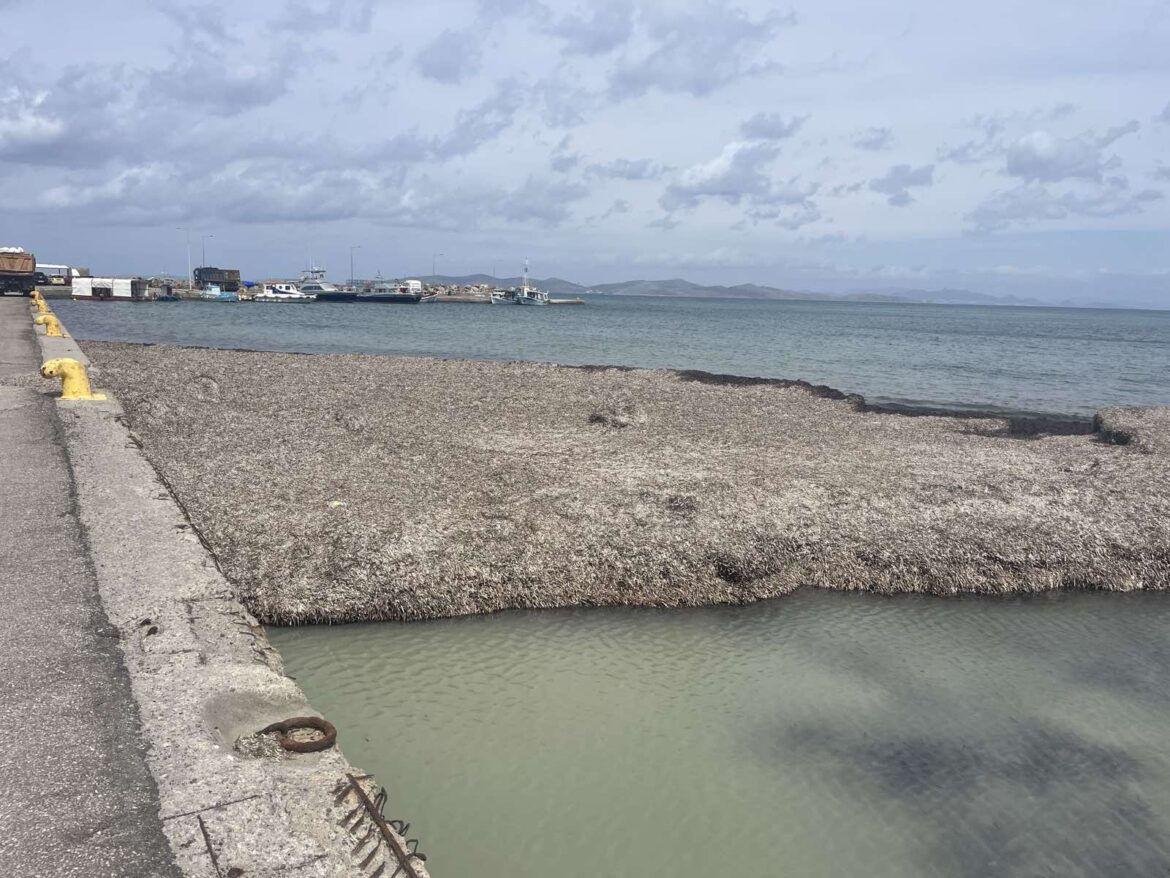 ΔΙΑΜΑΡΤΥΡΙΑ ΑΝΑΓΝΩΣΤΗ: Μαστιχάρι. Ένα χωριό θαμμένο μέσα στα φύκια. (ΦΩΤΟ)