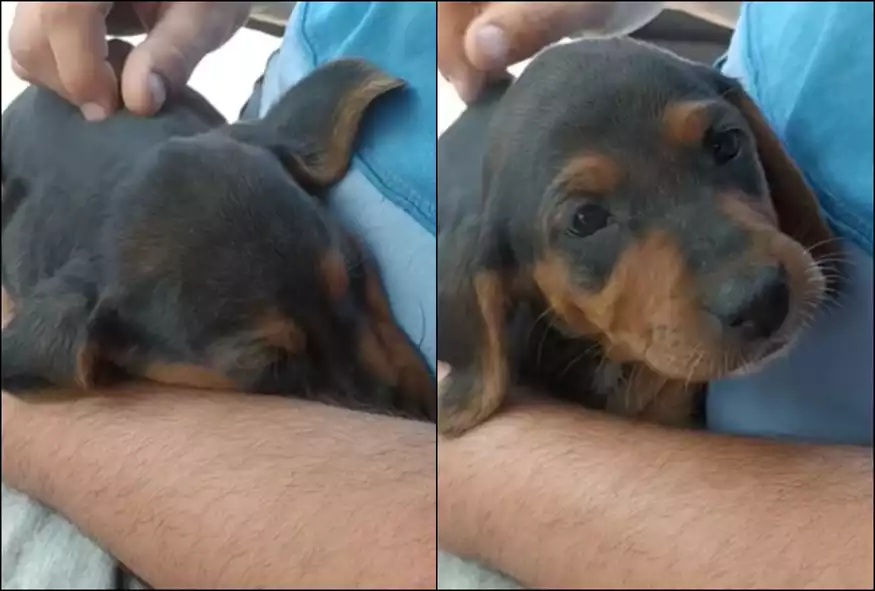 Νέα κτηνωδία: Έβαλαν 3 κουτάβια σε σακούλα και τα πέταξαν σε χωράφι στο Ναύπλιο – Επέζησε μόνο το ένα