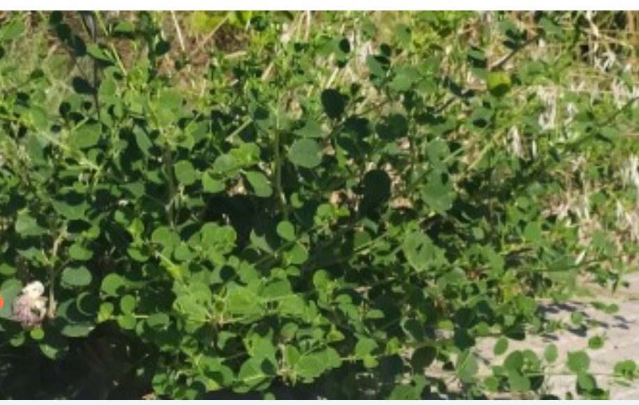 Την κάπαρη θέλει να πιστοποιήσει ως τοπικό προϊόν η περιφέρεια