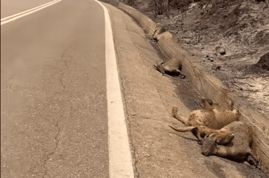 Ρόδος: “Γροθιά στο στομάχι” οι εικόνες με τα νεκρά ελάφια από τη φωτια (vid)