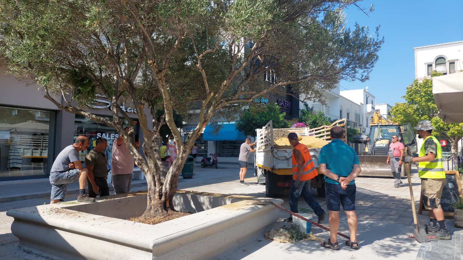 Μια πανέμορφη ελιά θα κοσμεί την Πλατεία Κονίτσης στο εξής (ΦΩΤΟ&ΒΙΝΤΕΟ)