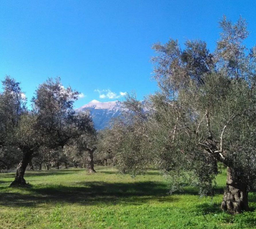 Έναρξη δολωματικών ψεκασμών δακοκτονίας στα νησιά Ρόδο, Κώ, Κάσο, Αστυπάλαια, και Λέρο