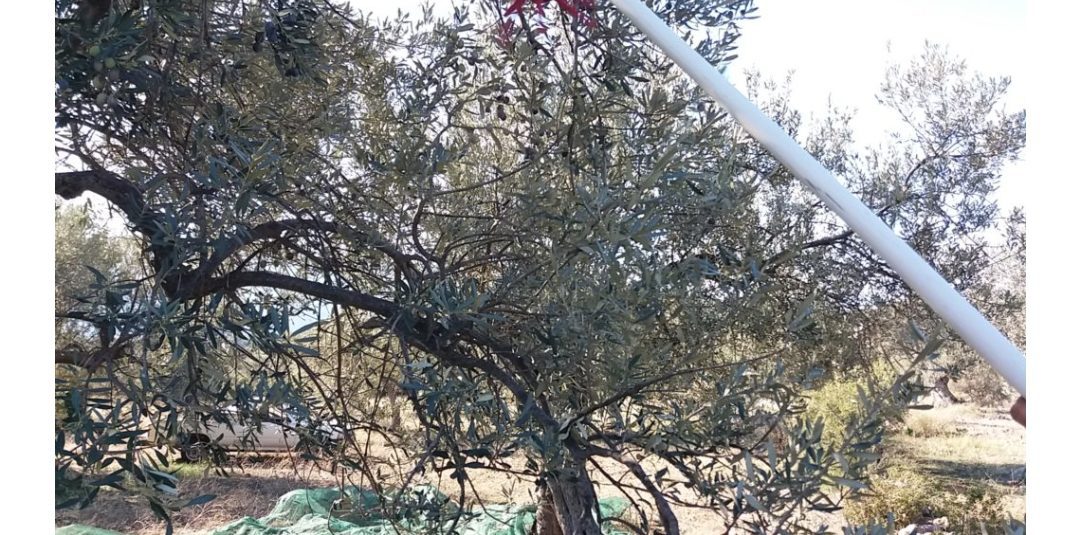 Κως: Ελαιοπαραγωγός Γ.Παπαδημητρίου – “Θα εκτοξευθεί η τιμή ελαιολάδου λόγω μειωμένης παραγωγής”