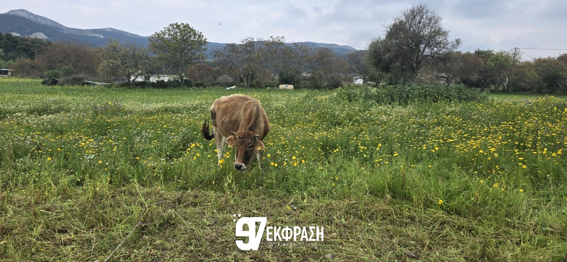 Κτηνοτρόφοι Κω σε Απόγνωση: «Το Κράτος Αρνείται τον Προληπτικό Εμβολιασμό των Ζώων μας»