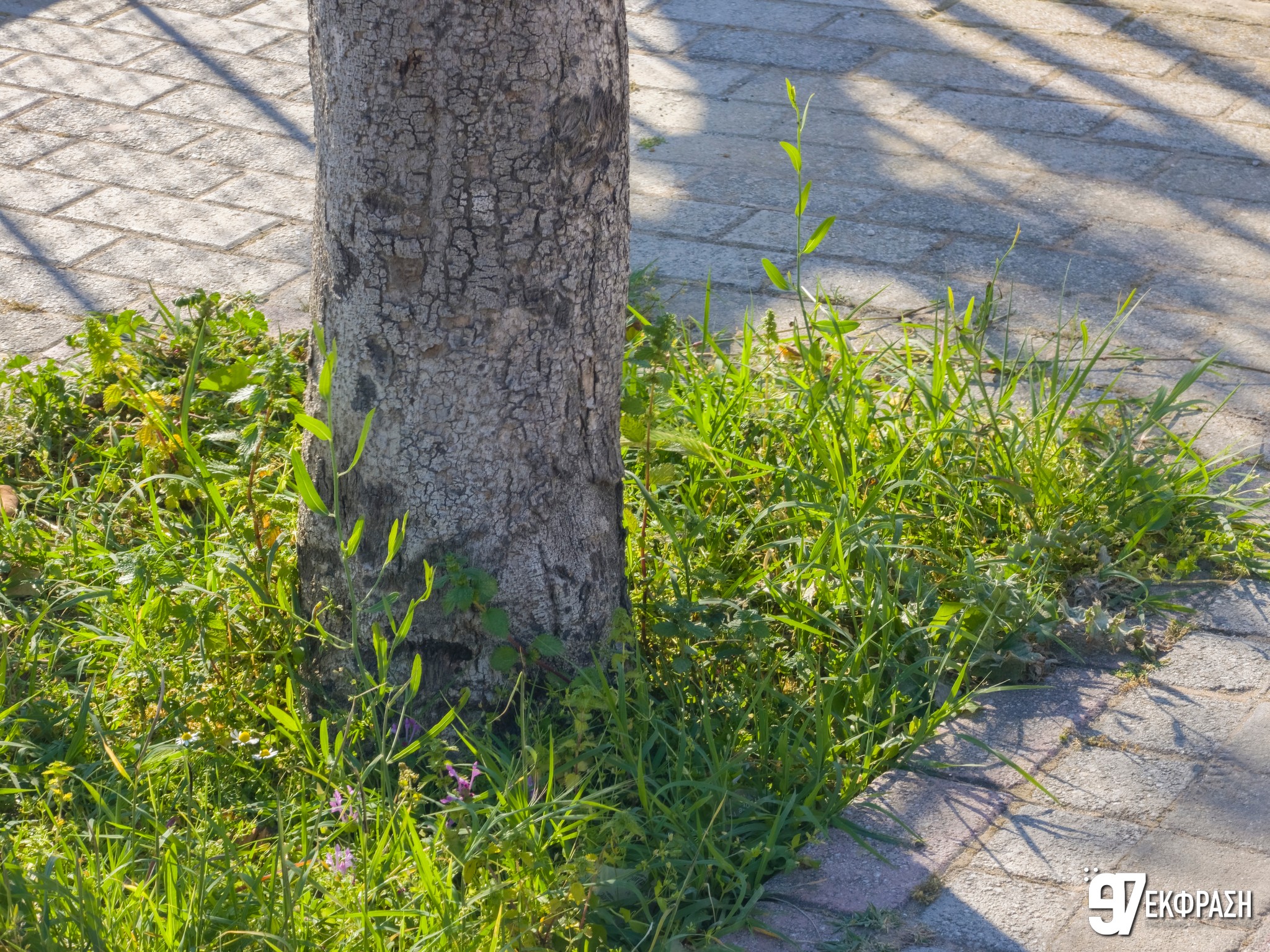 Αυτόματο προσχέδιο