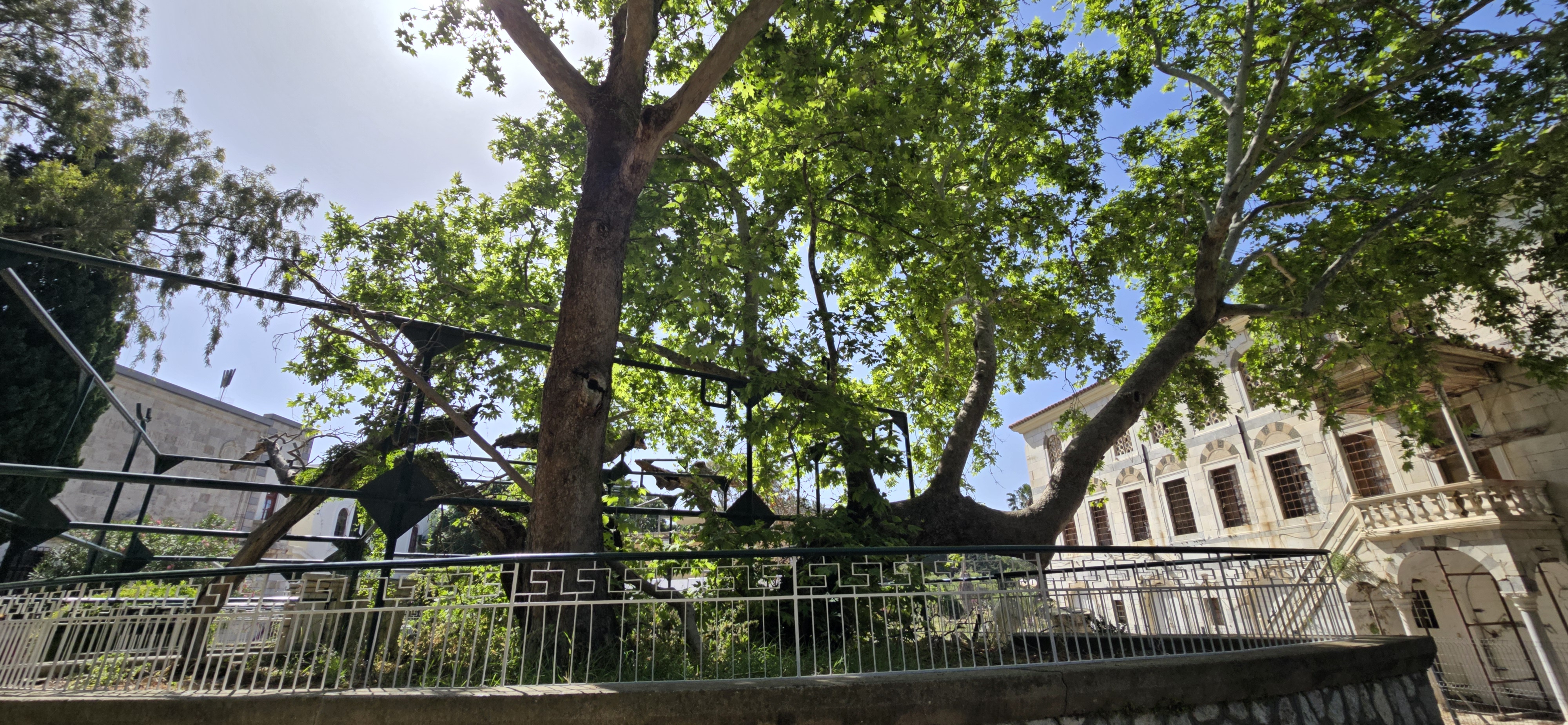 Παρατημένος στη μοίρα του ο Πλάτανος του Ιπποκράτη – Θλιβερή εικόνα στην «καρδιά» της πόλης (Photos & Video) Παρατημένος στη μοίρα του ο Πλάτανος του Ιπποκράτη – Θλιβερή εικόνα στην «καρδιά» της πόλης (Photos & Video)