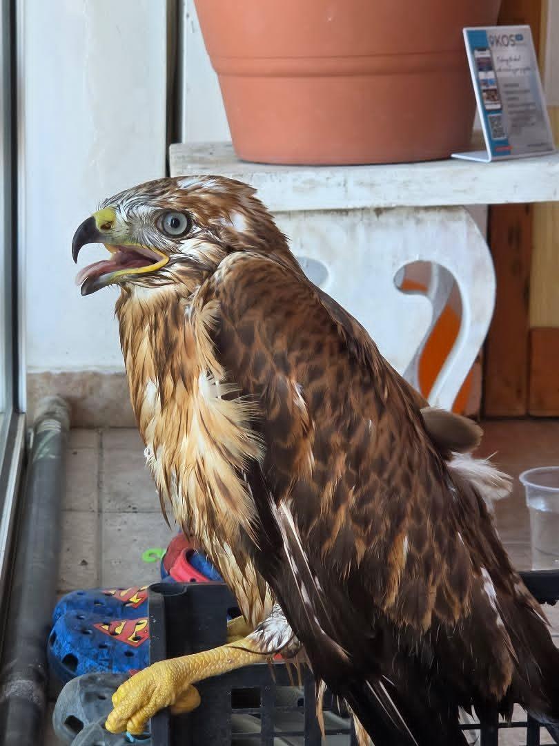 Αυτόματο προσχέδιο