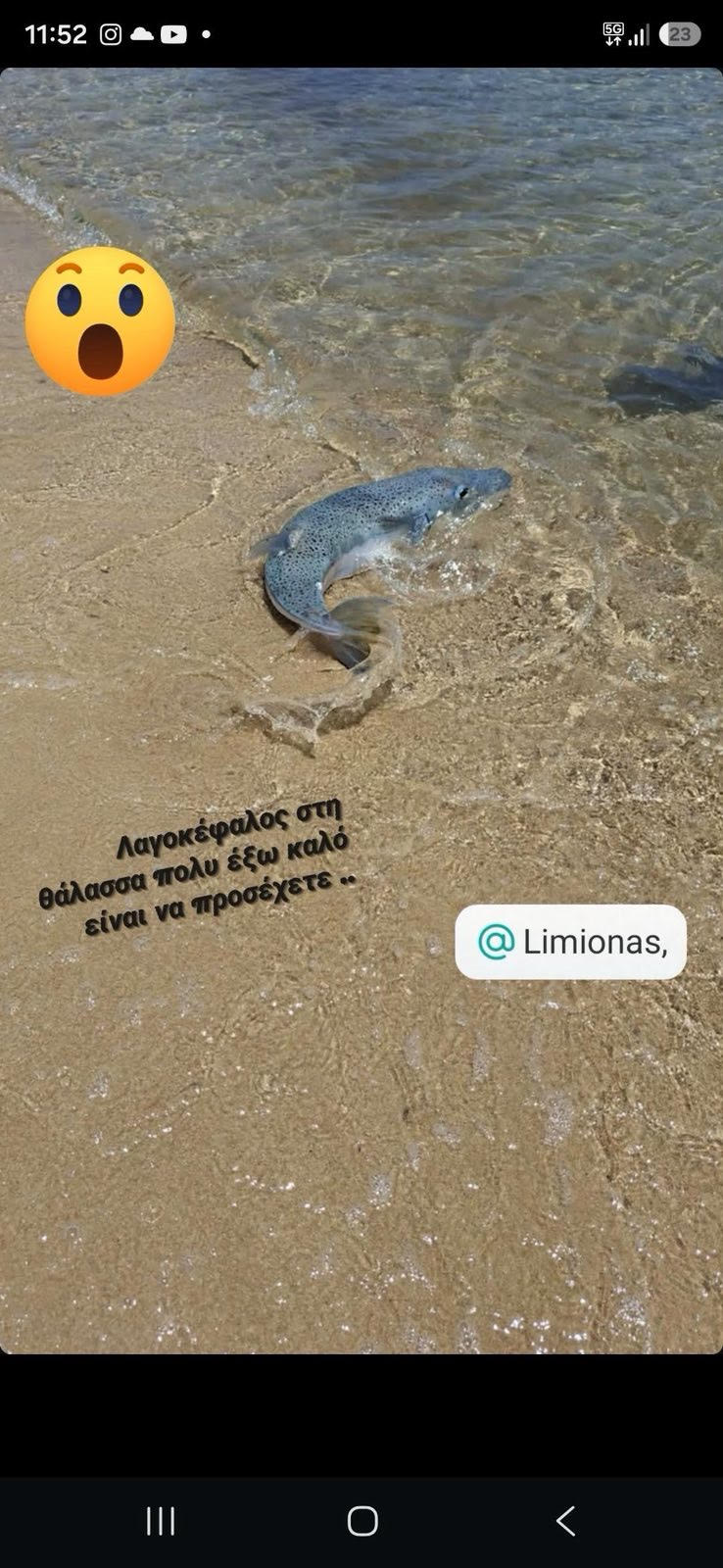 Τον έψαχναν στα δελτία, τον βρήκαν στην Κέφαλο! Ο Λαγο…Κέφαλος μας «αυτοσυστήθηκε» στον Λιμιώνα (Photo)