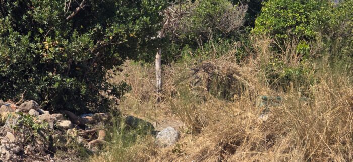 χορτα