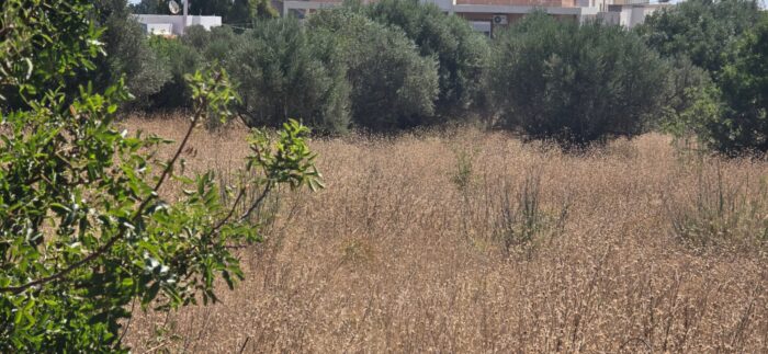 χορτα
