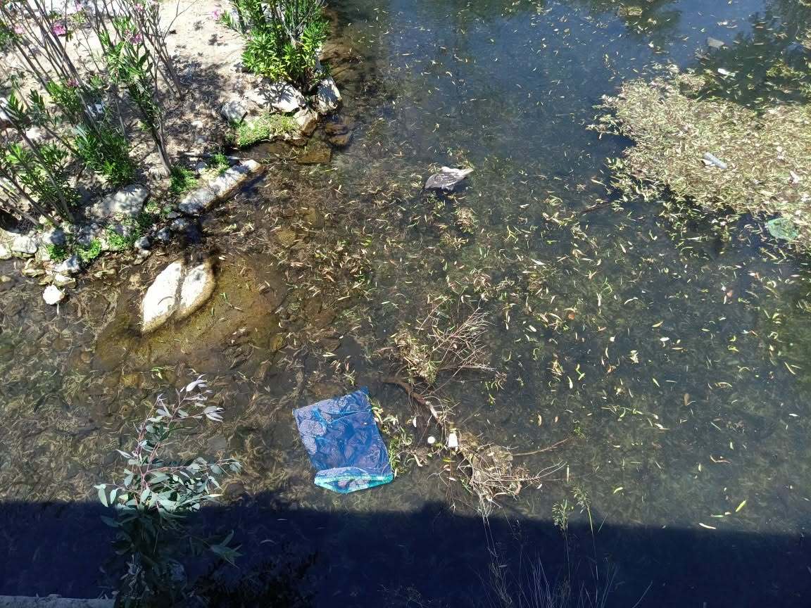Εικόνες που σοκάρουν από τη Λιμνούλα στο Πυλί: Νεκρές πάπιες και σκουπίδια, καταγγελίες για πλήρη εγκατάλειψη (Φωτο)