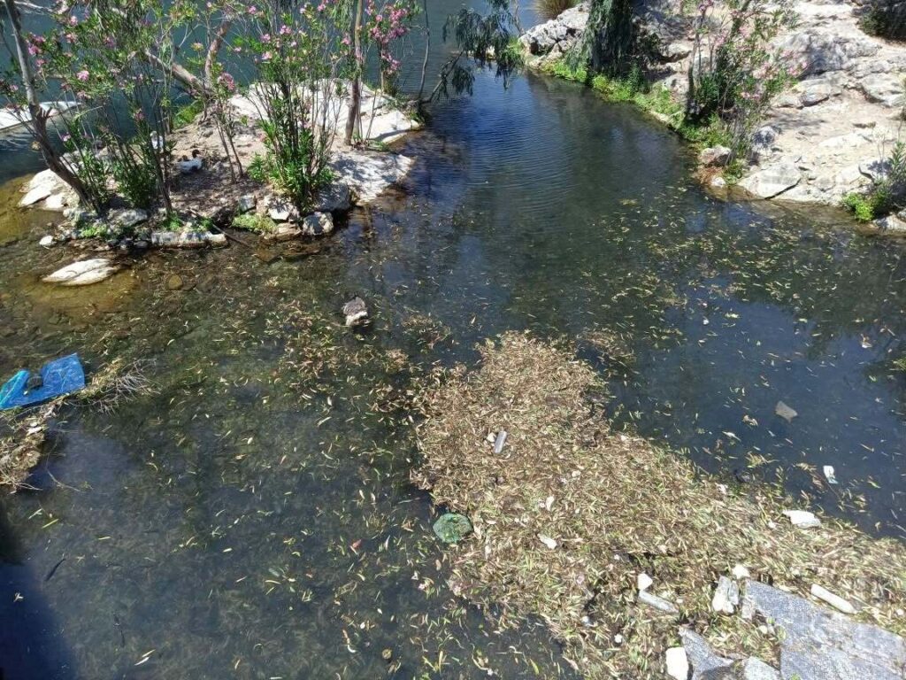 Εικόνες που σοκάρουν από τη Λιμνούλα στο Πυλί: Νεκρές πάπιες και σκουπίδια, καταγγελίες για πλήρη εγκατάλειψη (Φωτο)