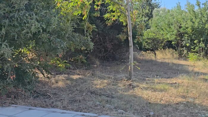 Αυτόματο προσχέδιο